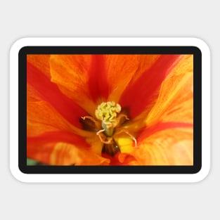 Fire Petal Sticker